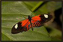Heliconius Butterfly 